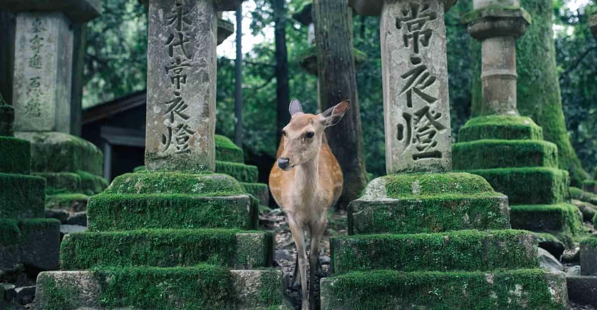 Osaka: Nara & Uji Day Tour: Deer Park, Matcha & Hot Springs - Exploring Naras Cultural Sites