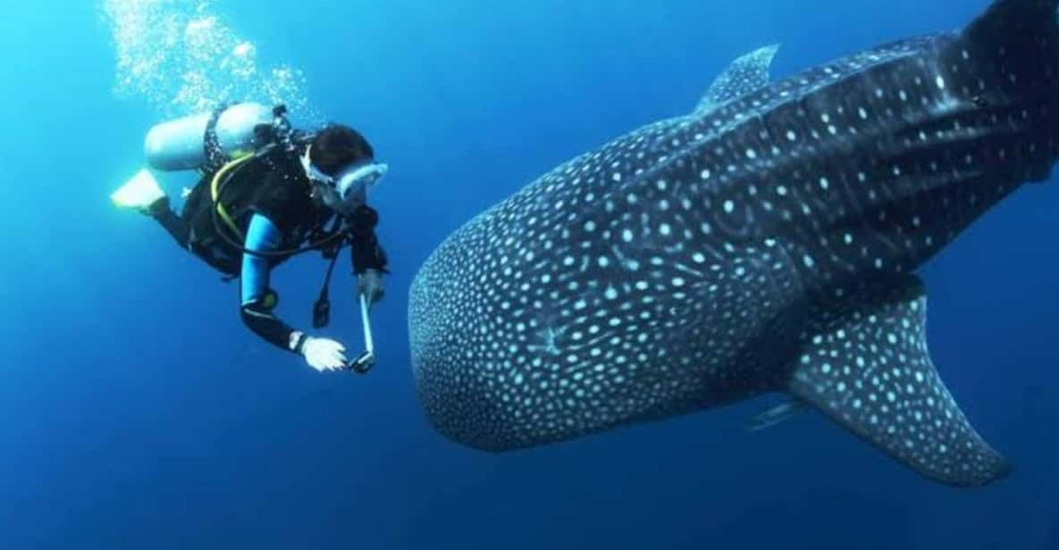 Oslob Cebu: Whaleshark Scuba Diving & Sumilon Sanctuary - Whaleshark Viewing Experience