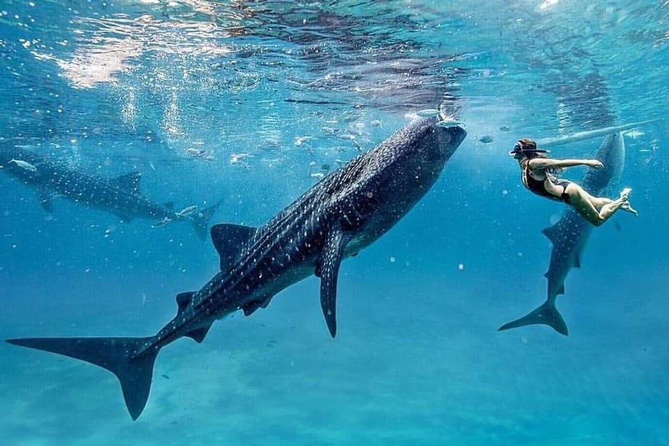 Oslob Cebu Whaleshark + Tumalog Waterfalls, From Cebu - Important Information