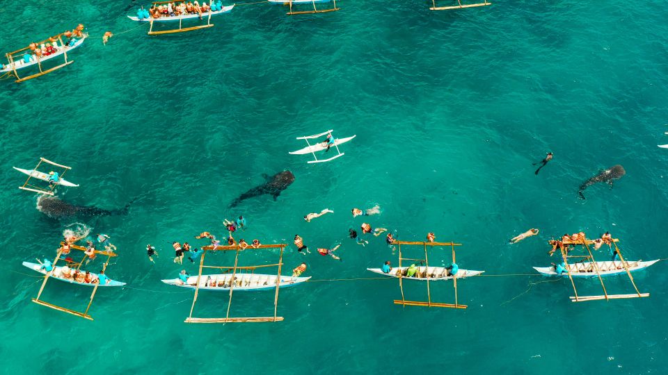 Oslob Whale Shark Encounter With Kawasan Canyoonering - Itinerary Highlights