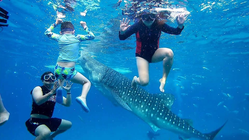 OSLOB WHALE SHARK & KAWASAN CANYONEERING - Whale Shark Characteristics