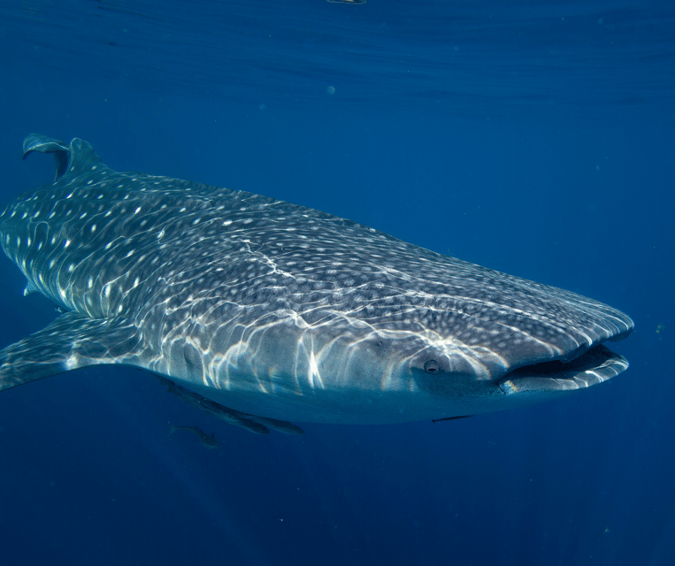 Oslob Whaleshark & Kawasan Falls Tour - Frequently Asked Questions