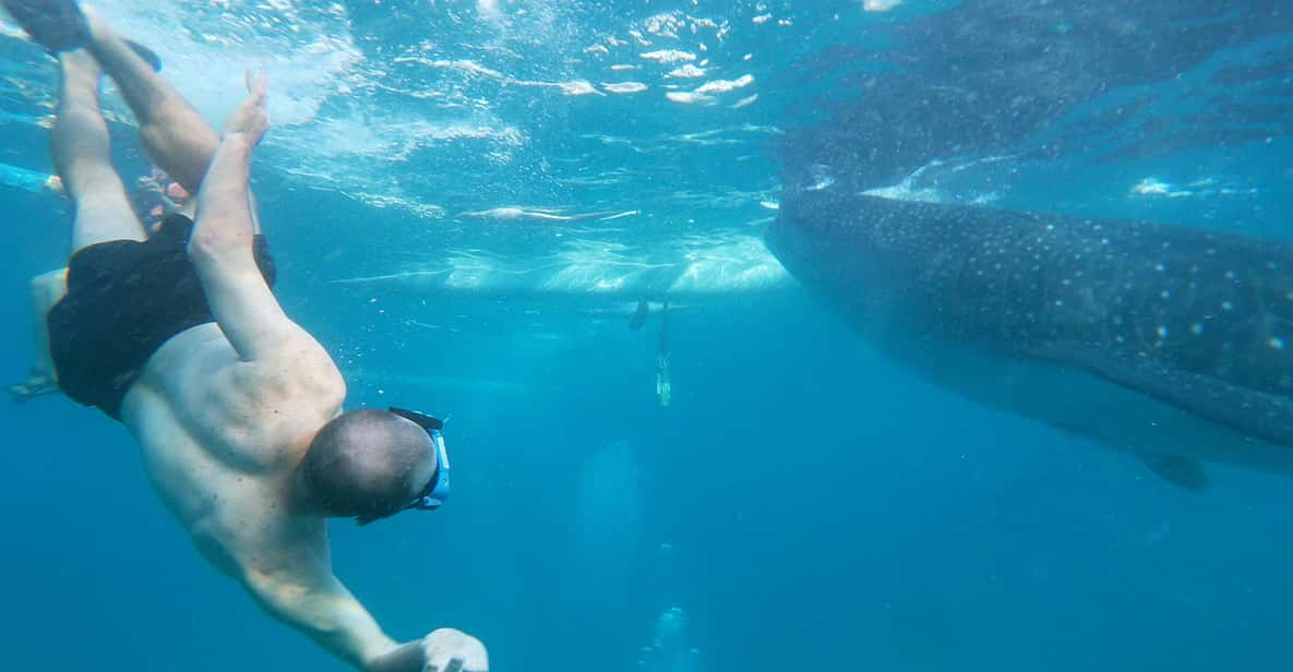 Oslob: Whalesharkwatching, Sumilon Sandbar & Cuartel Ruins - Booking and Cancellation Policy