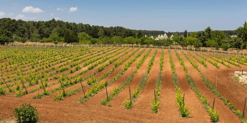 Ostuni Countryside: Wine Tasting and Lunch in a Masseria - Experience Highlights