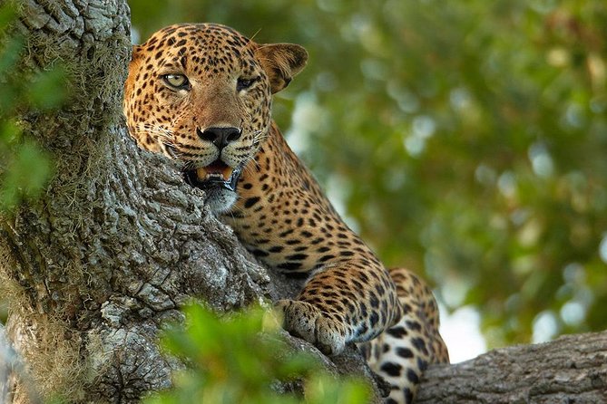 Overnight Private Leopard Safari With Luxury Tented Camping - Wildlife Encounter Opportunities