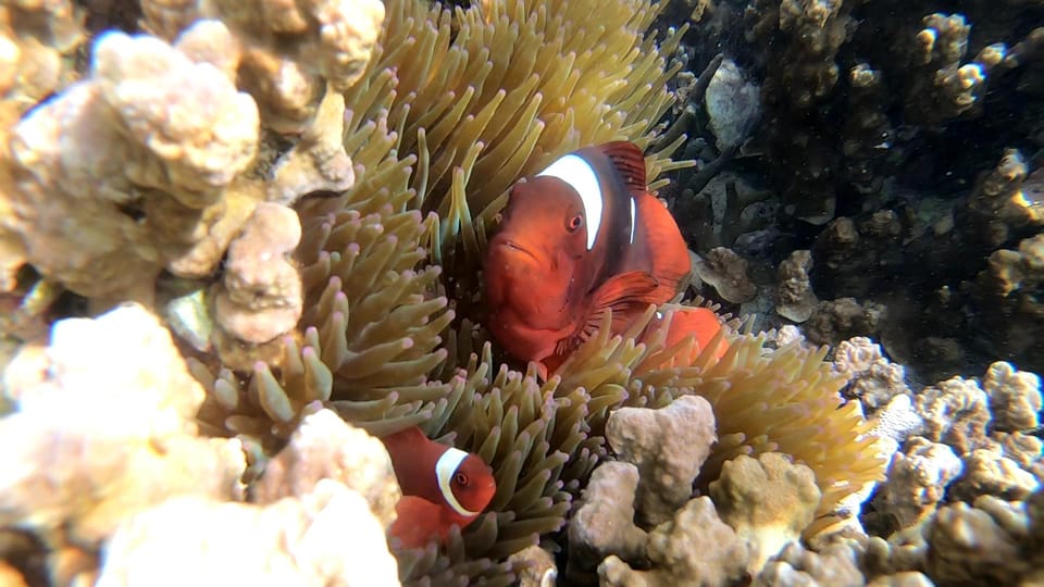 Palawan: Adventure of Dugong Watching and Island Snorkeling - Inclusions and Amenities