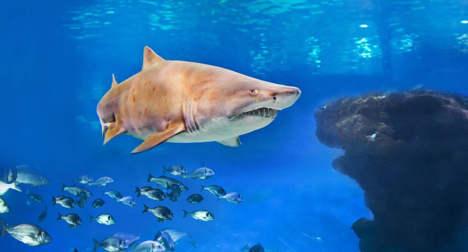 Palma: Palma Aquarium Ticket With Transfer Service - Aquarium Highlights