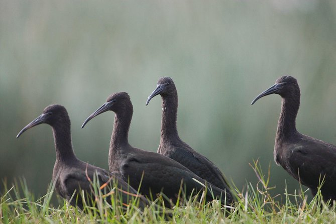 Pantanos De Villa Wildlife Refuge Tour in Lima - Included Experiences