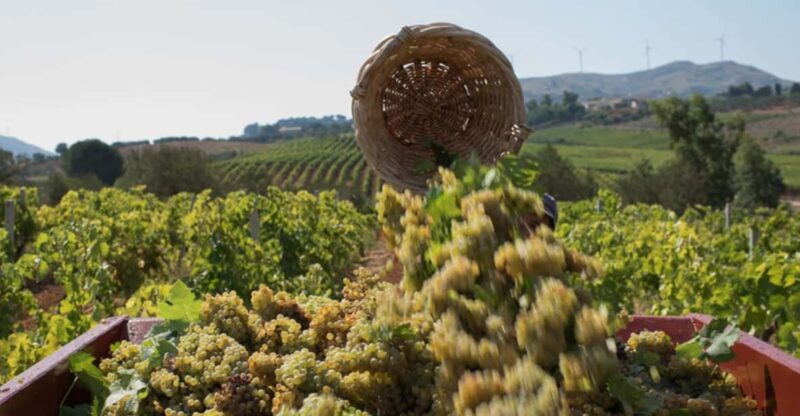 Partinico: Grape Harvest in the Lands of Frederick II of Swabia - Grape Harvesting