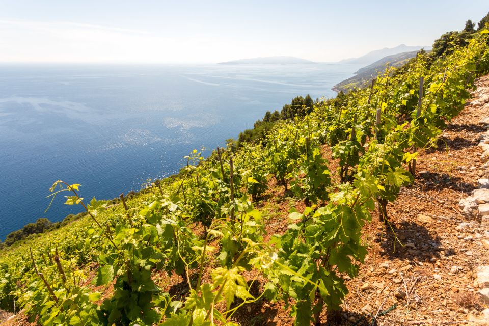 PelješAc Full-Day Wine and Food Tour From Dubrovnik - Culinary and Wine Experiences