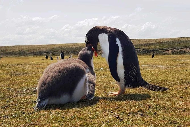 Penguins, Elephant Seals and City Attractions at Falkland Islands - Stanley City Tour