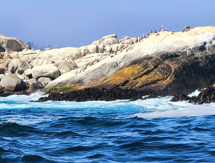 Penguins Watching Cachagua Island - Zapallar From Valparaiso - Experience Highlights