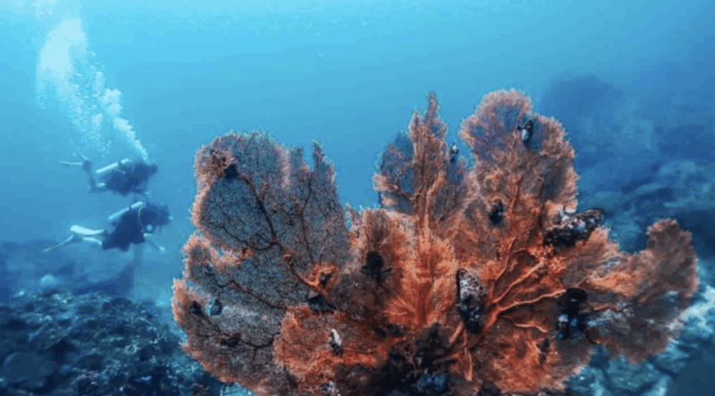 Phi Phi: Scuba Diving With Portuguese Speaking Instructor - Inclusions and Amenities