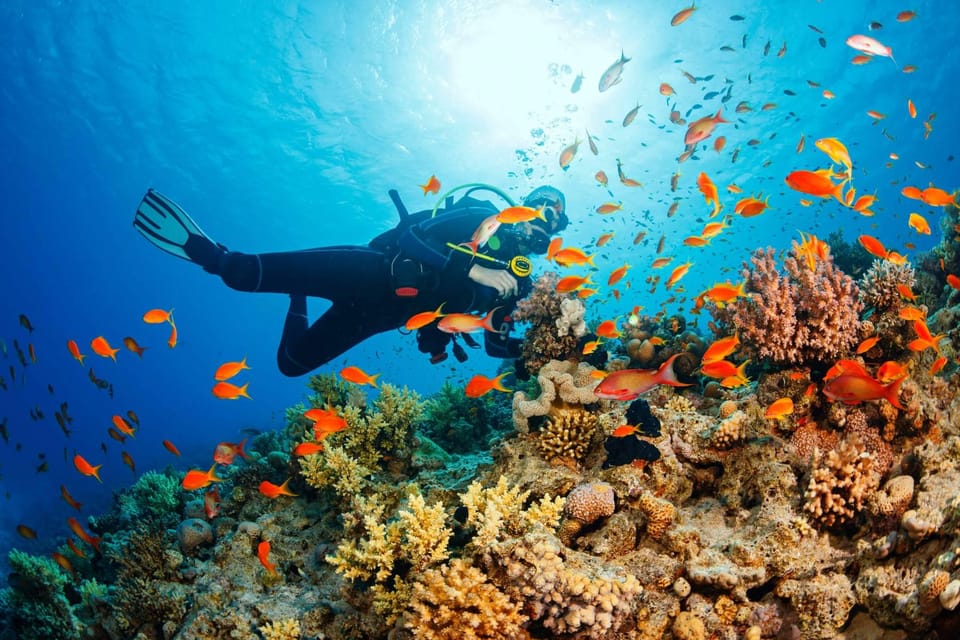 Phu Quoc Pro-Guided Coral Reef Diving Experience - Inclusions