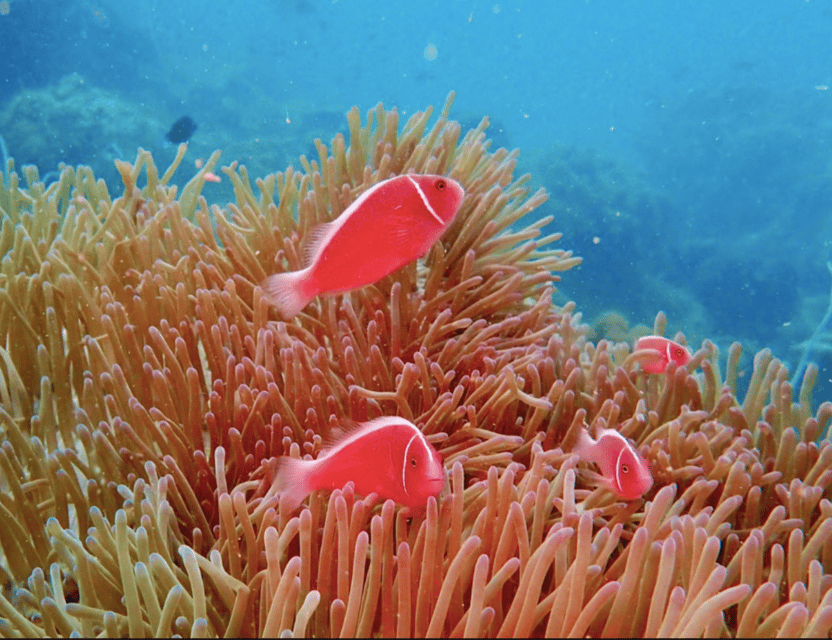 Phu Quoc Pro-Guided Coral Reef Diving Experience - Frequently Asked Questions