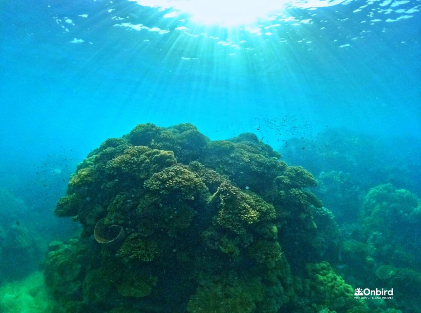 Phu Quoc Small-group Snorkeling to the Coral Jungle Reef - Coral Reef Details