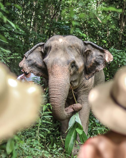 Phuket: Elephant Nature Reserve Entry Ticket and Guided Tour - Inclusions and Exclusions