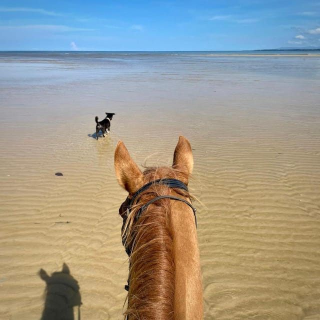 Phuket Sunset Beach Horseback Journey - Safety and Requirements