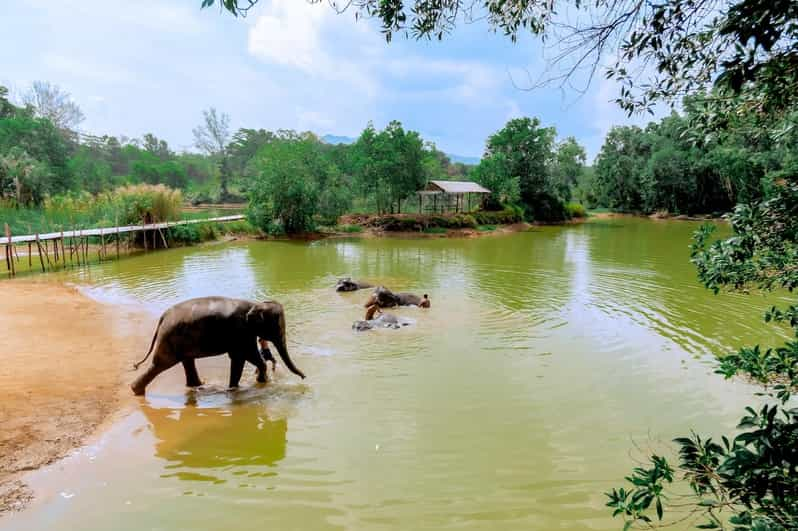 Phuket: Walk and Plant at Elephant Nature Park Visit - Itinerary