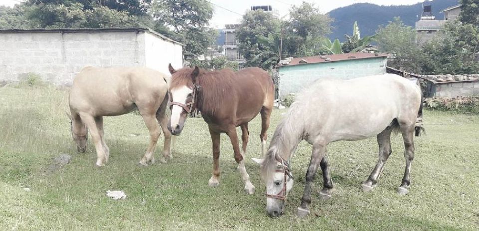 Pokhara: 2.5-Hour Horse-Pony Ride in Nature - Highlights of the Experience