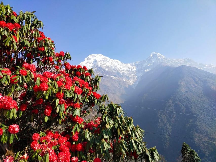 Pokhara: 3-Day Australian Camp, Dhampus, Ghandruk Trek … - Trekking Experience