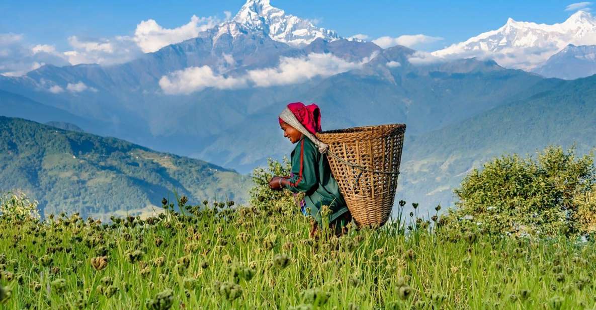 Pokhara: Dhampus Village Guided Day Tour - Lap on Mountain - Detailed Itinerary