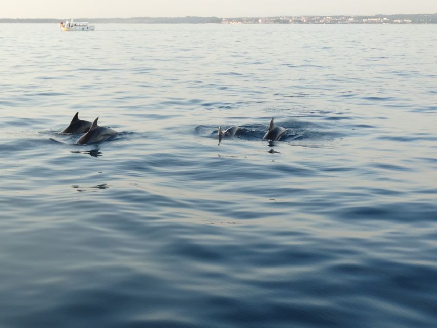 Poreč: Dolphin Spotting Cruise With Included Drinks - Meeting Point and What to Bring