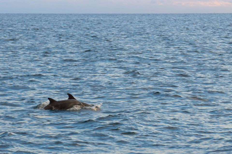 Poreč: Evening Boat Trip to Discover Dolphins - Booking and Cancellation