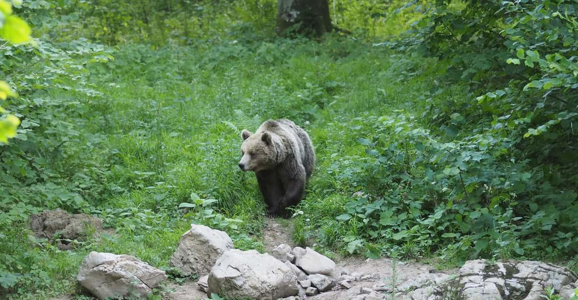 Postojna: Bear Watching Tour With Ranger and Local Guide - Group Size and Accessibility