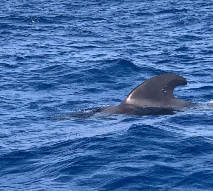 Private Charter to See the Whales - 5 Hours - Onboard Experience