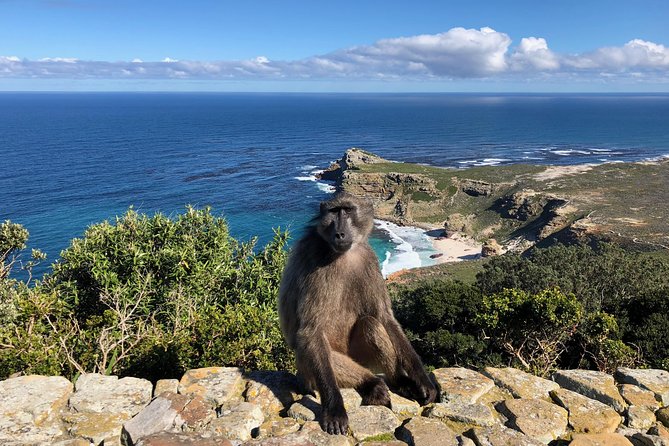 Private Day Tour to Cape Point , Penguins, Wine or Beer Tasting - Tour Experience and Guide