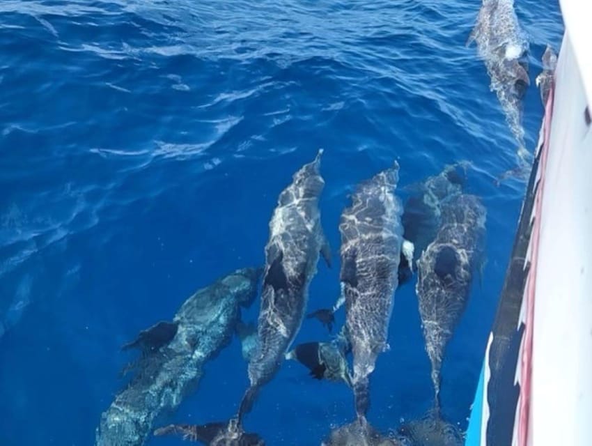 Private Dolphin Watch Boat Tour Port Aransas Texas - Wildlife Encounter Highlights