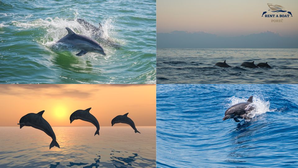 Private Family Dolphin Tour in Poreč - Inclusions