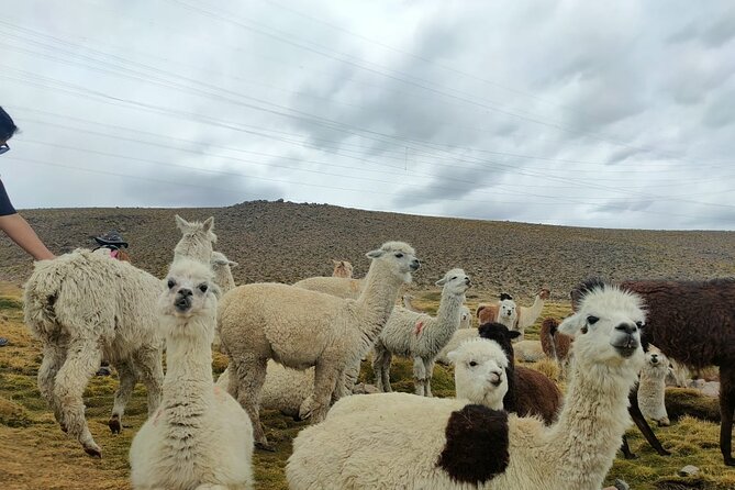 Private Full Day Tour of Ruta Del Sol From Puno to Cusco - La Raya Pass