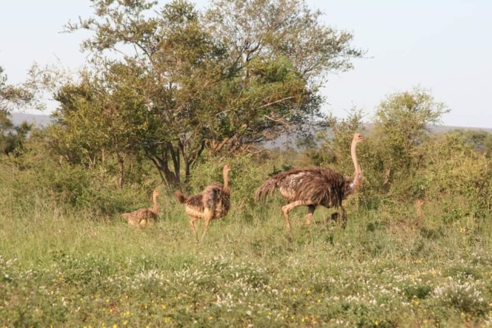 Private Half Day Addo Elephant National Park Safari - Pickup Details