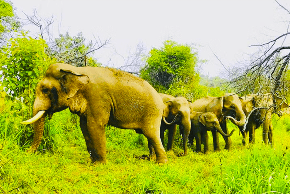 Private Jeep Safari to One of the Best National Parks - Experience and Itinerary