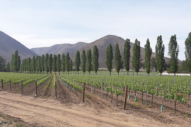 Private Maipo Valley Historic Wine Tour: Santa Rita and Concha Y Toro Vineyards - Andean Museum