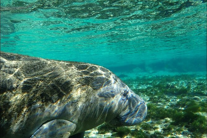 Private Manatee Snorkeling Tour - Meeting Location Details