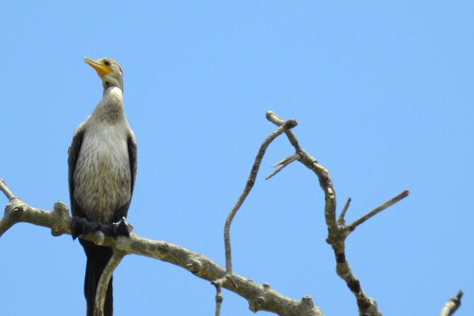 Private Navigation Through Mangroves Forest/ Beach Time/ Chocolate Experience - Memorable Highlights