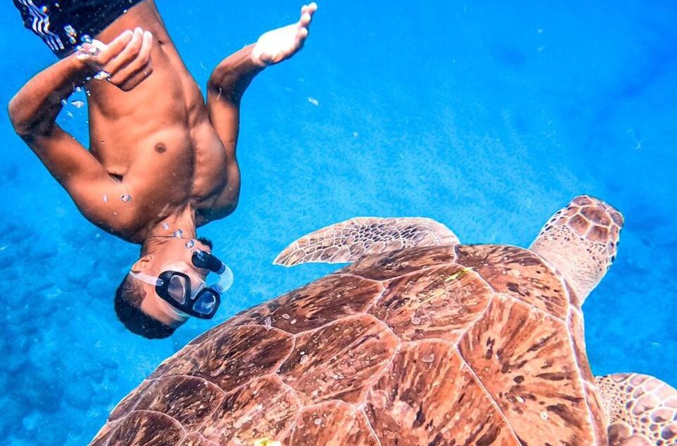 Private Snorkel Experience With Sea Turtle for Cruisers - What to Expect