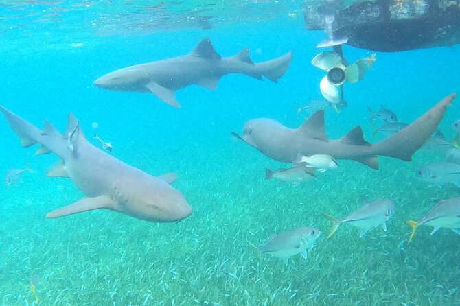 Private Snorkeling (Hol Chan Marine Reserve and Shark Ray Alley) - Shark Ray Alley