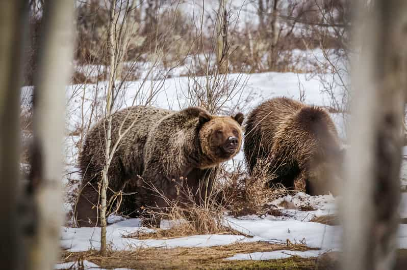 Private Sunrise Tour of Grand Teton National Park - Wildlife Spotting Opportunities