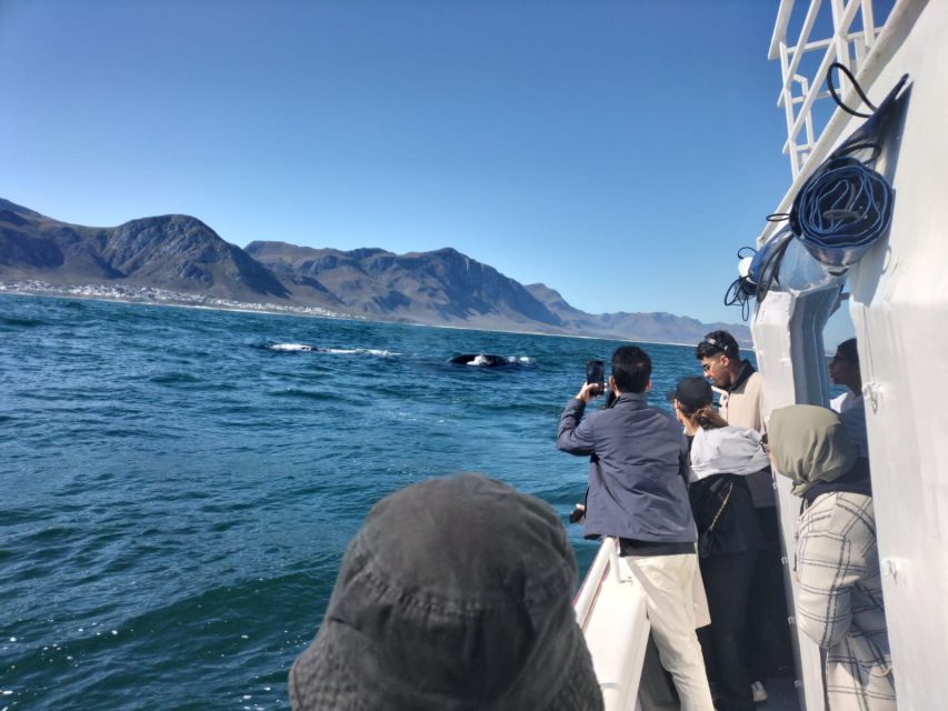 Private Tour: Hermanus- Boat Based Whale Watching Experience - Whale Watching Capital