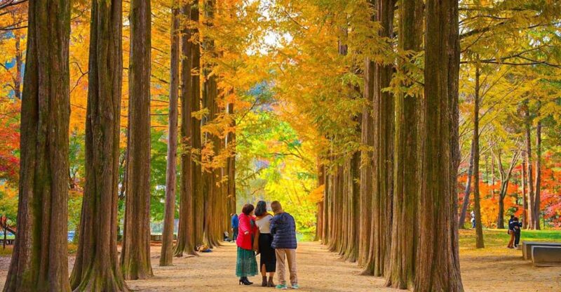 [Private Tour] Nami Island+Morning Calm Garden+Petite France - Inclusions