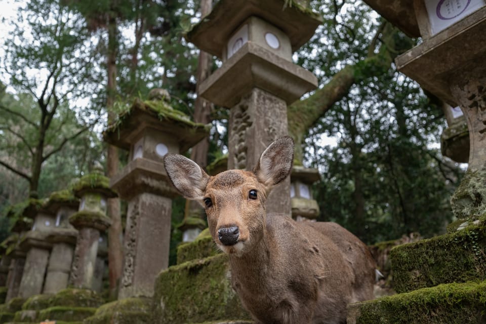 Private Tour of Nara: Todai-ji and Nara Park (Spanish Guide) - Activities and Experiences