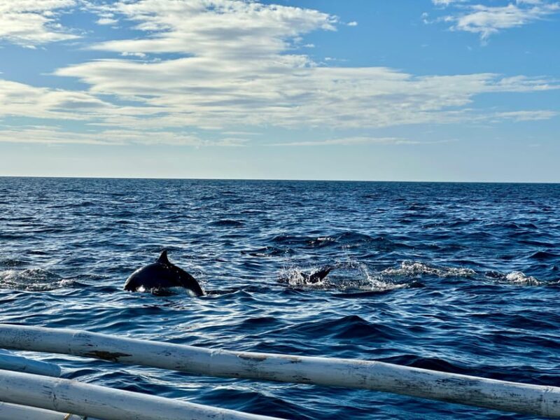 Private Tour PAMILACAN Island Turtle & Dolphin Watching - Location and Accessibility
