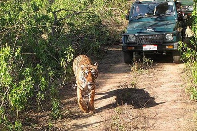 Private Tour to Sariska Tiger National Park by Car From Jaipur - Private Vehicle Transportation Details