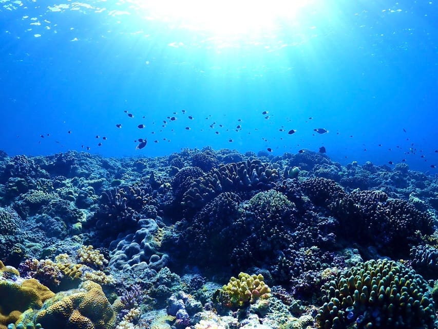 Private Unforgatable Snorkeling Day Trip in Izu (Shizuoka) - Unique Snorkeling Experience