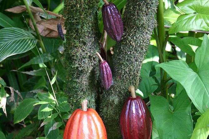 Private Waterfall, Rainforest, Chocolate Tour, A Historical Site - Unique Features of the Tour