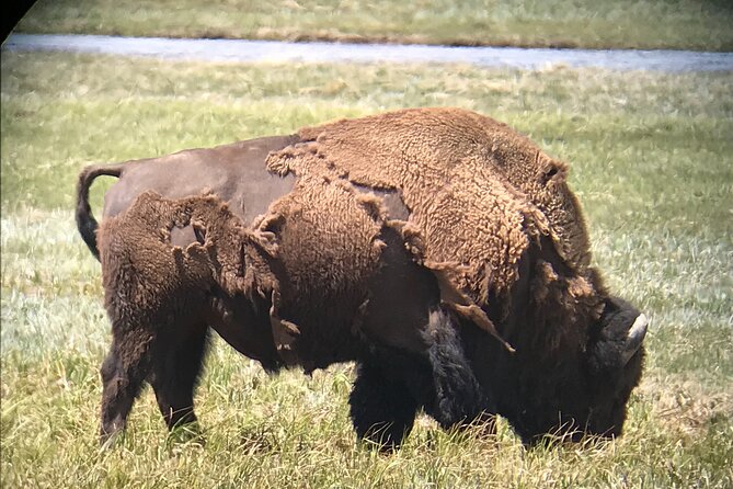 PRIVATE Yellowstone Tour 4 or More People- Picnic, Binoculars, Spotting Scope - Customer Feedback